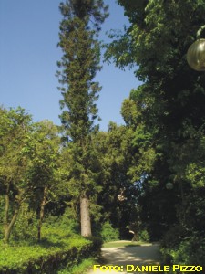 Vegetazione della Floridiana (maggio 2005)