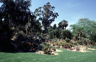 OrtoBotanico-Succulente.JPG (35190 byte)