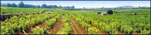 tarragona-banner.gif (90904 byte)